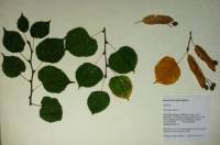 Tilia americana image